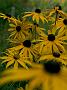 Rudbeckia Goldsturm1